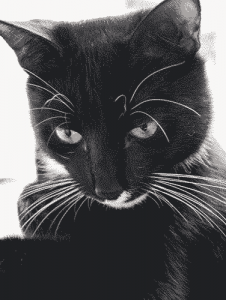 il mio gatto Pantoufle, nero con macchia bianca sul collo e mento
